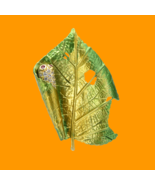 &quot;Caterpillar Leaf&quot; Brooch - £24.03 GBP
