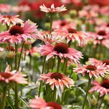 50 Playful Meadows Coneflower Seeds Echinacea Flower Perennial Flowers S... - $6.83