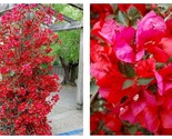 Bougainvillea SAN DIEGO RED Small Well Rooted Starter Plant - £37.65 GBP