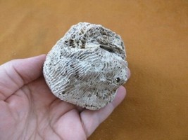 (F397-22) Fossil Fleshy disk coral Scolymia lacera display specimen Florida - $17.75