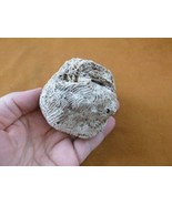 (F397-22) Fossil Fleshy disk coral Scolymia lacera display specimen Florida - $335.40 MXN