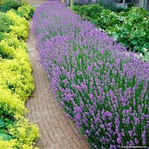 10 Wholesale Perennial Lavender &#39;Super Blue&#39; Plants Flowers Herbs Vintage  - £54.27 GBP