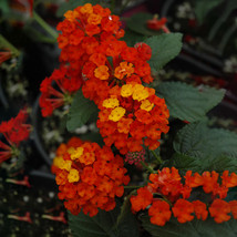 20 Seeds Lantana Camara Bonsai Flowers T6 - $6.19