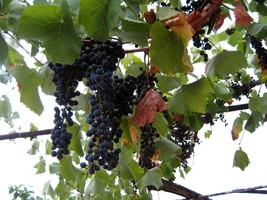 Organic Riverbank Grape 10 Seeds Fast Shipping - $10.20