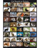 NEW Cat Breeds A3 Poster Picture Gift Tabby Kitten Toy Post Vet BLPA3P10... - £10.11 GBP
