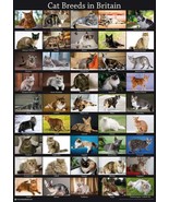 NEW Cat Breeds A3 Poster Picture Gift Tabby Kitten Toy Post Vet BLPA3P10... - $17.58 CAD