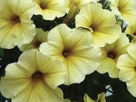 Mini Calibrchoa Million Bells Annual Flower, Vary Colors 100 SEEDS D - $14.35