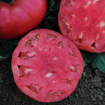 Ship From Us 50 Seeds - Mortgage Lifter Tomato - Heirloom, NON-GMO, TM11 - £13.14 GBP