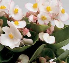 30 GORGEOUS BEGONIA AMBASSADOR BI COLOR FLOWER SEEDS  LONG LASTING ANNUAL - £13.44 GBP