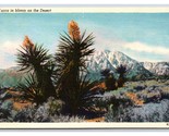 Desert Yucca In Bloom UNP Unused Linen Postcard D21 - $2.92