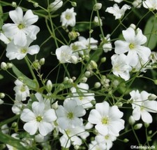 Baby&#39;S Breath White Annual Flower 500 Seeds     - £9.18 GBP