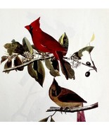 Cardinal Bird Lithograph 1950 Audubon Antique Art Print Finches DWP6A - $34.99