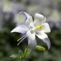 USA SELLER Crystal Star Columbine Seeds 1217 Fast Shipping - £7.79 GBP