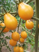 Yellow Submarine Tomato - Cherrytomato - 5+ seeds - P 504 - £1.25 GBP