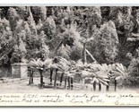 Fern Tree Bower Tasmania Australia Surrey Abinger DB Postcard K17 - $2.92