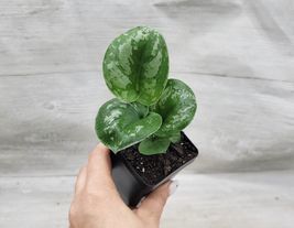 3&quot; pot Scindapsus silvery Anne , Pothos Silver Satin, Pictus Argyraeus - $23.98