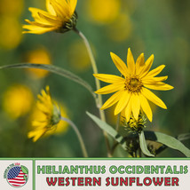 SG 50 Western Sunflower Seeds, Helianthus occidentalis, No-Leaf, Native ... - £9.10 GBP