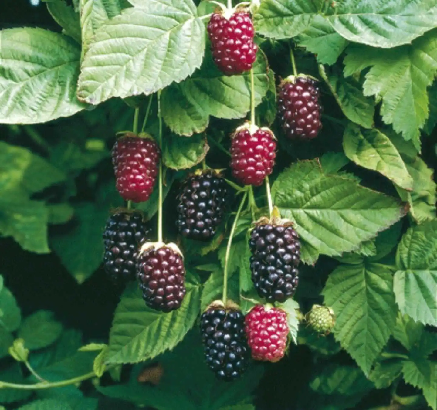 1 Boysenberry Plant Thornless Rubus ursinus × Rubus idaeus Fruit Starter... - $32.00