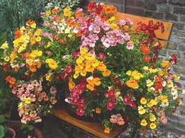 50 Carnival Mix Nemesia Strumosa Mixed Colors Flower Seeds Fresh Gardening USA S - $10.60