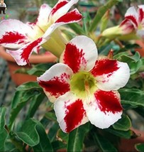 1PC Desert Rose Seed - White &amp; Red Bi-Color Single Petals Fresh Seeds - £5.48 GBP