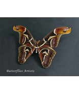 Largest Saturn Archaeoattacus Edwardsii XL Real Moth Framed Entomology S... - $2,512.99 MXN