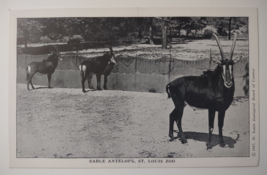 Antelopes St louis Zoo 1947 Vintage Unposted Wild Animals Vintage White ... - $9.50