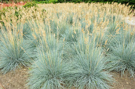Bloomys 100 Blue Fescue Grass Seeds Festuca Cinerea Glauca Silvery Blue ... - $10.38