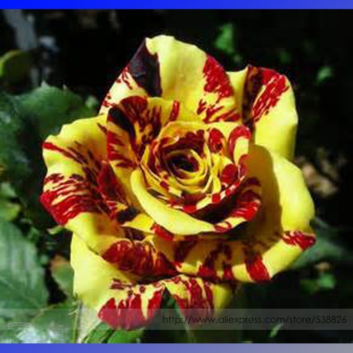 SL Heirloom Gannan Yellow Red Rose Shrub Flower Seeds, Professional Pack... - $0.74
