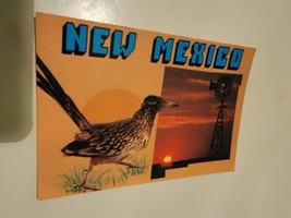 Vintage Postcard Post Card VTG Photograph New Mexico Roadrunner - £9.24 GBP