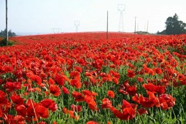 SEPTH 4000 Red Corn Poppy Flower Seed Papaver rhoeas Great Pollinator - $3.98