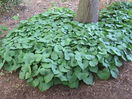 US Seller Asarum Canadense Wild Ginger Seeds New Fresh Seeds - £20.69 GBP