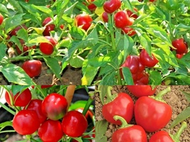 101+Hot Red CHERRY PEPPER Vegetable Garden Patio Container Seeds Easy - £10.22 GBP