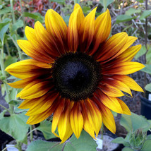 25 Firecracker Sunflower Seeds Flowers Seed Flower Perennial Sun Bloom 551 - $5.39