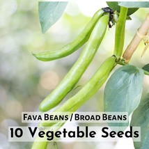 10 Seeds Fava Beans / Broad Beans Vegetable Seeds - $11.03 CAD