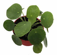 Houseplant UFO Plant Chinese Money Pass Pilea Peperomioides 4&quot; Pot Best Gift  - £49.54 GBP