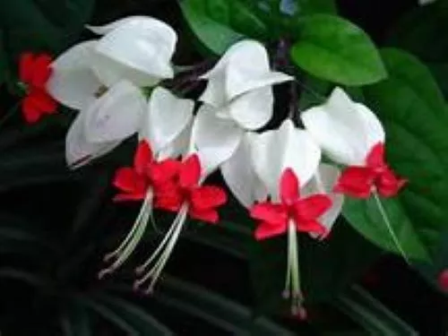 Bleeding Heart Rooted Starter Plant Clerodendrum Thomsonia White Red Blooms Gard - £26.54 GBP