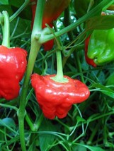 Grow In US 10 Premium Jamaican Red Scotch Bonnet seeds Spicy Hot - £9.78 GBP