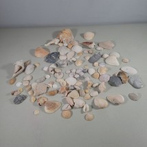Seashells Lot Various Shells 1.5 Pounds of Shells Summer Beach Ocean - £11.42 GBP