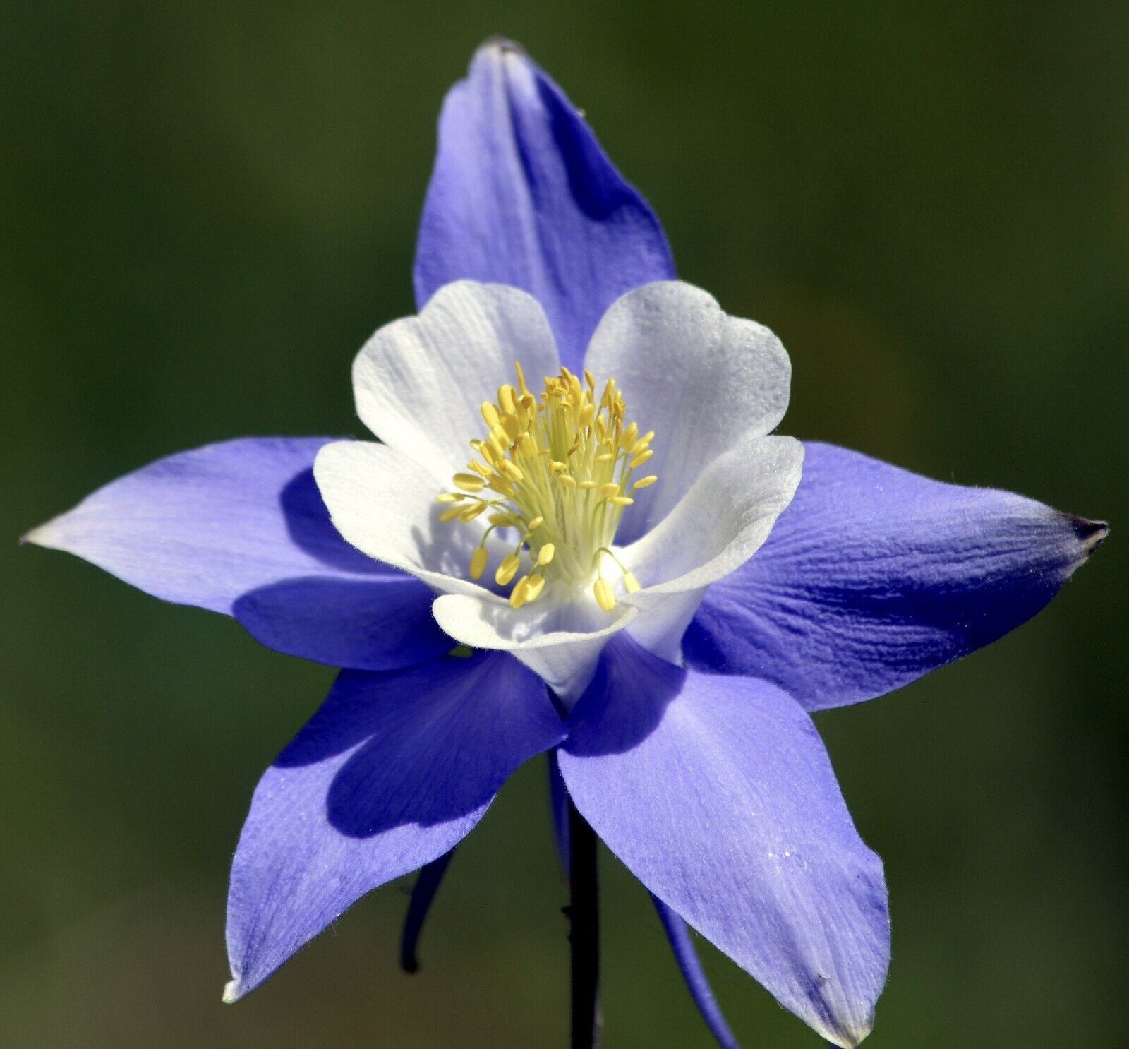 Rocky Mountain Columbine Flower Seeds Fresh Harvest New Fresh  - $3.98