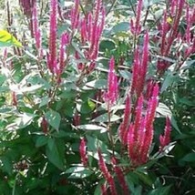 US Seller Neon Pink Candlestick Calosia Seeds Fast Shipping - £9.41 GBP