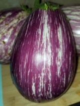 Eggplant Listada De Gandia French 15 Organic Seeds Heirloom  - £8.64 GBP