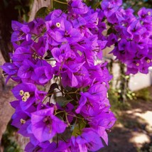 HS 1 Pc 4 Pot Royal Purple Bougainvillea Live Plant Fresh Guaranteed Best Gift - $33.24