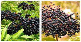 70 seeds! Elderberry, BLACK ELDERBERRY tree berry fresh seeds - £13.12 GBP