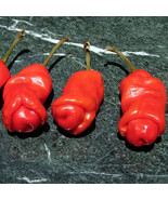 PPA 25 Seeds Peter Pepper Garden Vegetables Planting Edible Food - $4.76