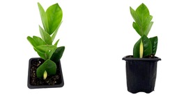 Zamioculcas zamiifolia - ZZ Plant - Easy to Grow House Plant - 3&quot; Pot - £27.45 GBP