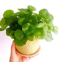 Hydrocotyle Vulgaris Aquatic Plants Money Grass Coins Grass Bonsai Bonsai Plant  - £5.50 GBP