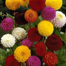 80 Dahlia Pompon Mix Easy Annual 4 Ft Semi &amp; Double Flower Gardening USA SELLER - $12.93