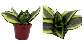 2&quot; Pot - Favorite Gold Snake Plant - Sanseveria - Impossible to kill! - £32.77 GBP
