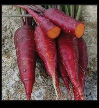 Purple Dragon Carrot 100 - 1,000 Seeds Beautiful color RARE Heirloom Lycopene! - $1.90+