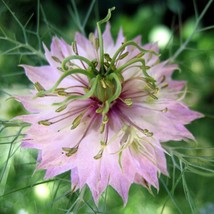 Fresh USA Seller Nigella Damascena Love In The Mist Jewels Rose Seed - £7.72 GBP